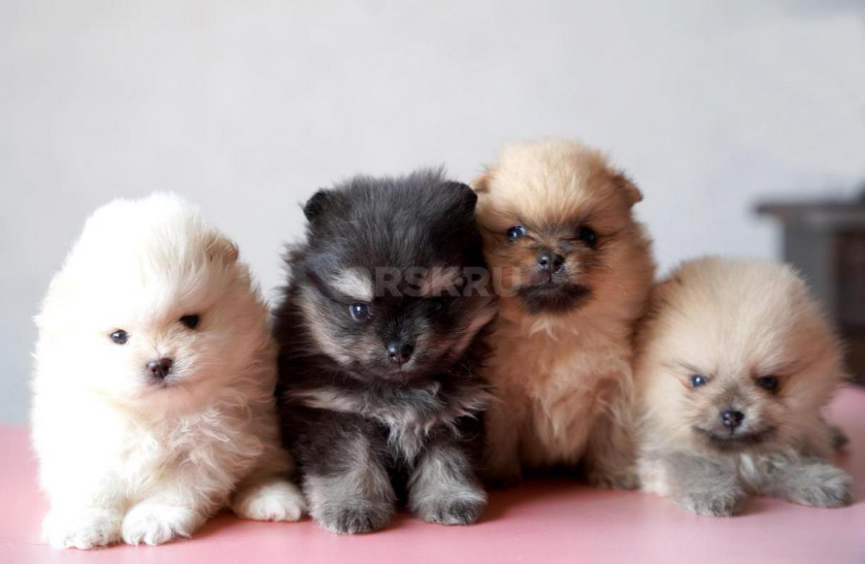 Предлагаются малыши шпица. - Орск