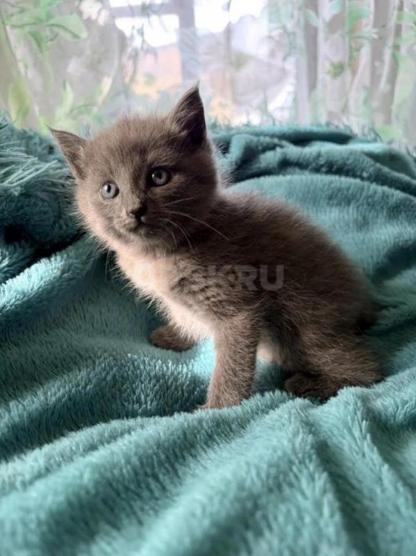 Отдам котят в добрые руки. - Орск