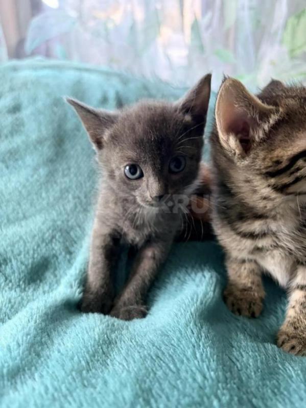 Отдам котят в добрые руки. - Орск