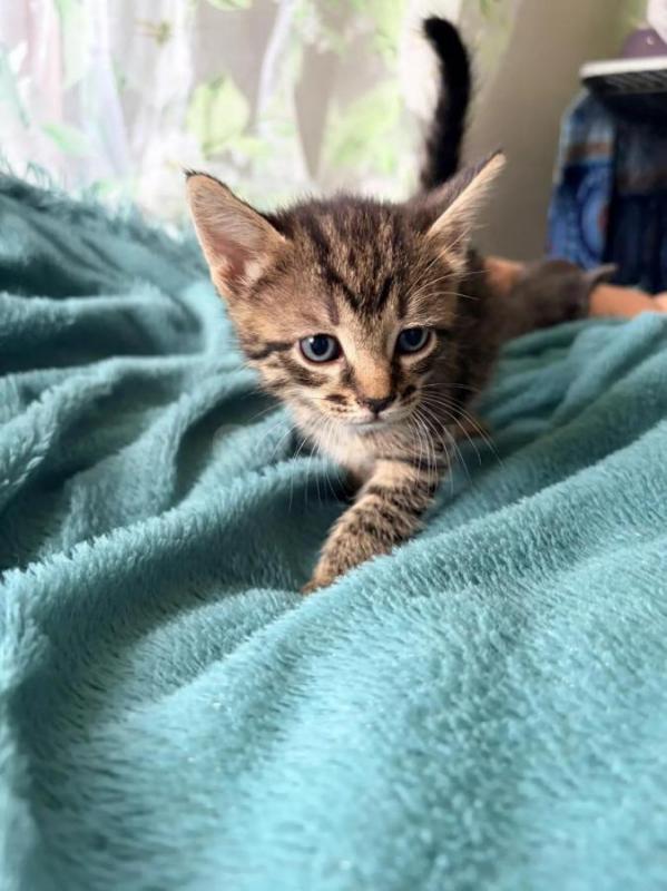 Отдам котят в добрые руки. - Орск