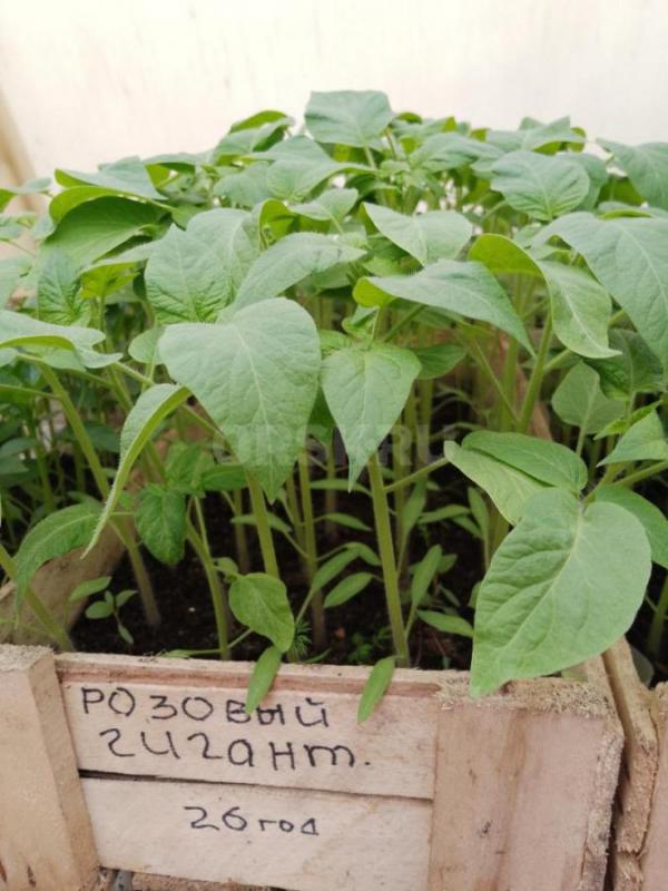 Продам цветочный рассаду и овощную в ассортименте. - Орск