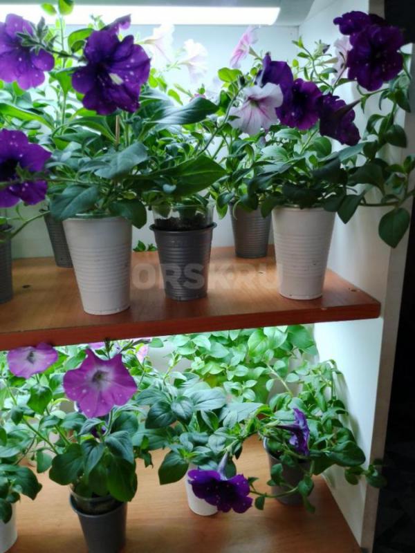 Продам цветочный рассаду и овощную в ассортименте. - Орск