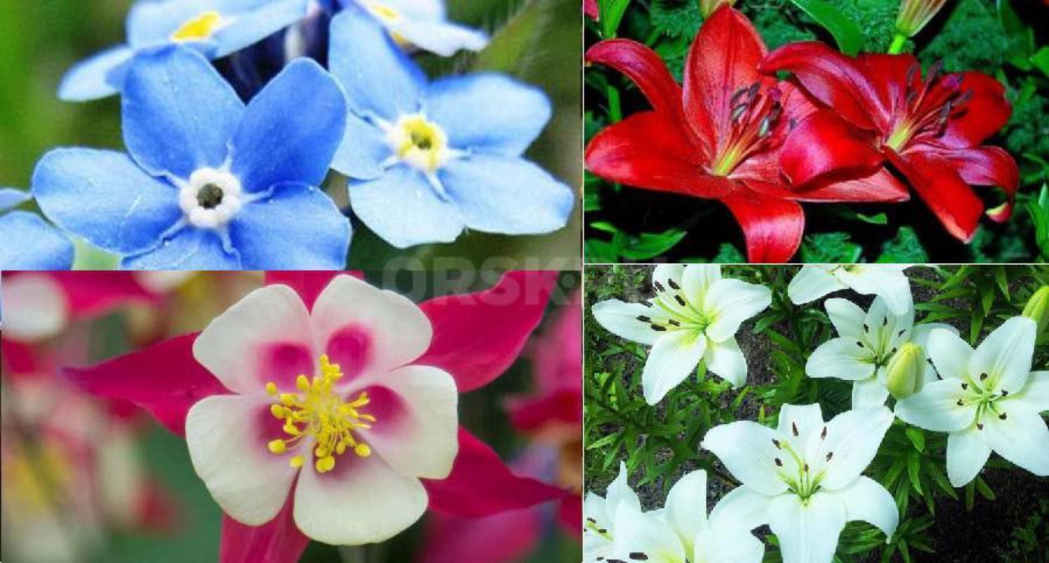 Рассада многолетних цветов:
    Купане (20р), 
    Флоксы (50р), 
    Дельфиниум (30р); 
    Лил - Орск