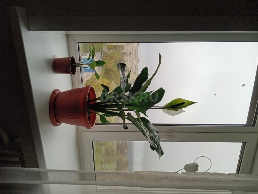 Спатифиллум ( Женское счастье ). - Орск