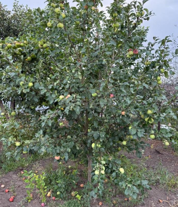 Продам сад остановка 2-я садовая СНТ № 2, ул. - Орск