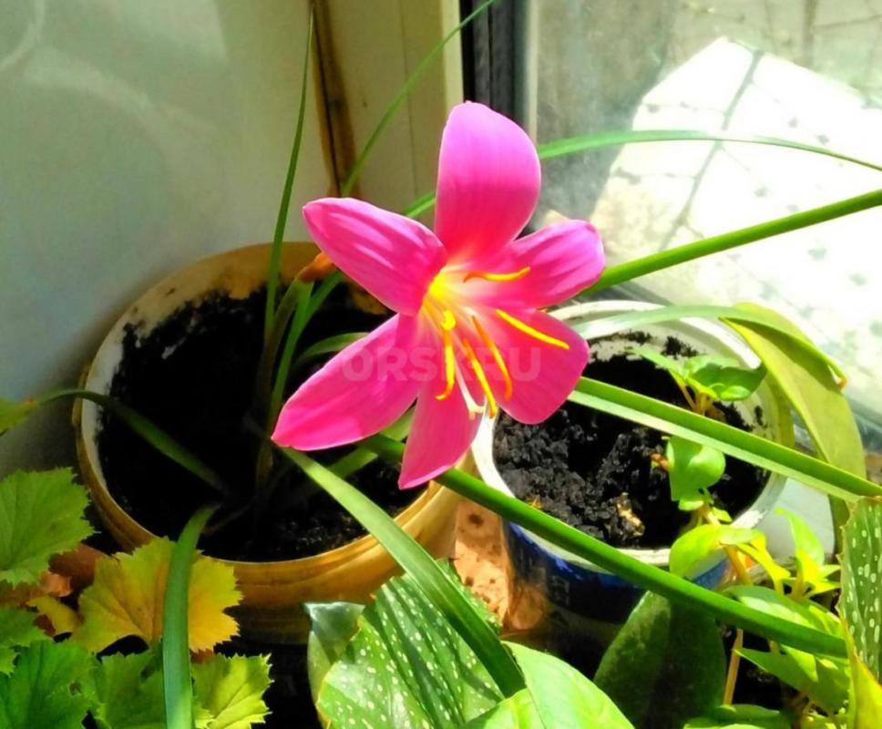 Бегония, Гиппеаструм циссус берёзка фуксия, 
Зефирантес цветет  по 100 руб - Орск