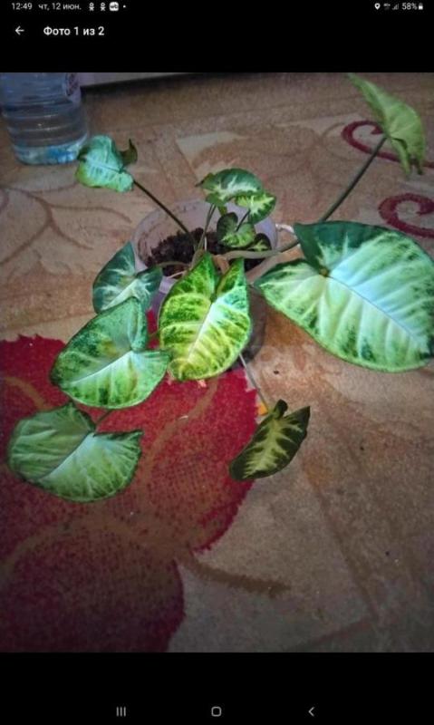 Бегония, Гиппеаструм циссус берёзка фуксия, 
Зефирантес цветет  по 100 руб - Орск