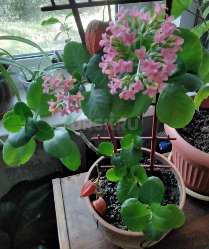 Бегония, Гиппеаструм циссус берёзка фуксия, 
Зефирантес цветет  по 100 руб - Орск