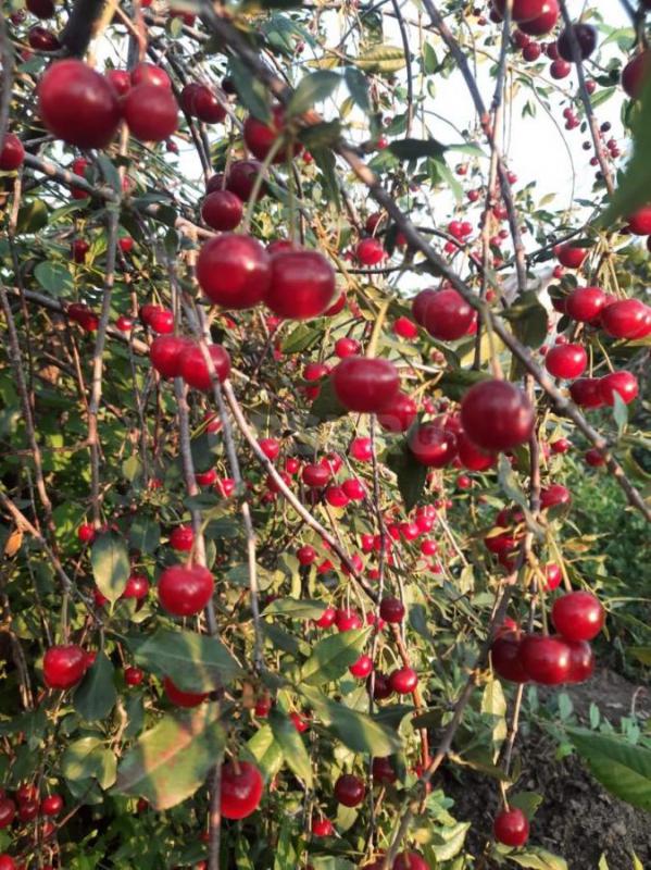 Продам сад 6 соток СНТ «ЮУМЗ N8” (въезд со стороны улиц: Лиманская, Елшанская) на второй улице. - Орск