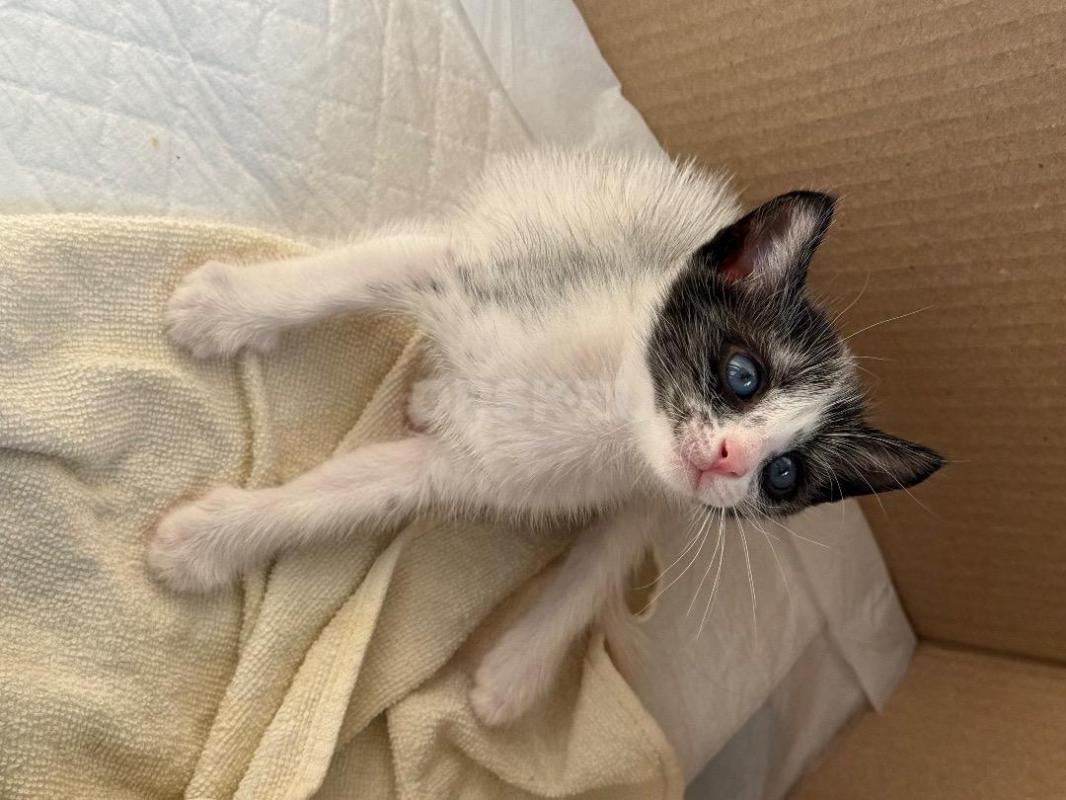 Котёнок, мальчик, 1,5 месяца. - Орск