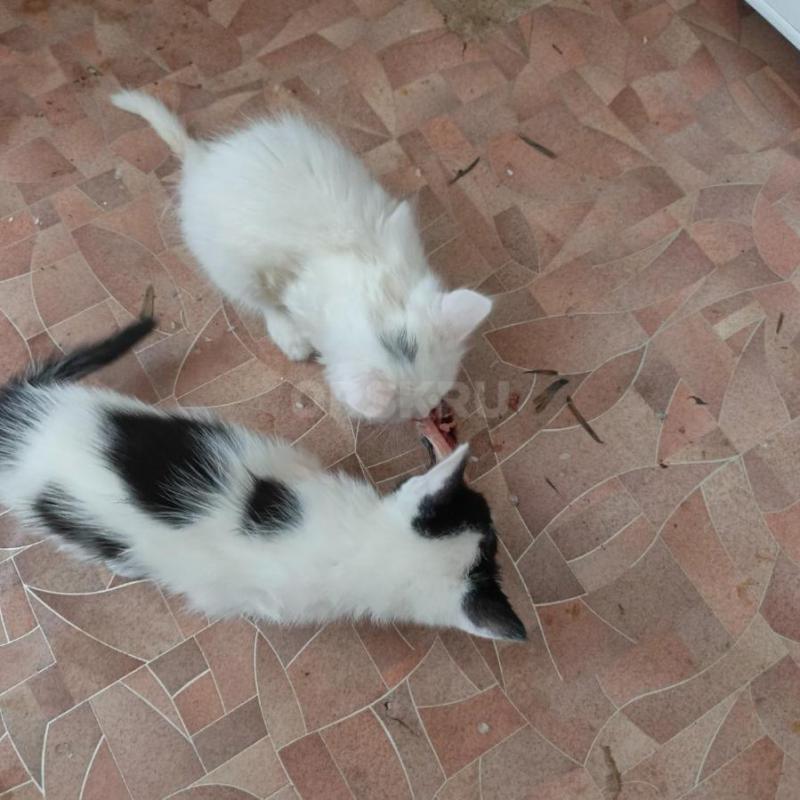 Отдам только добрым людям котиков и кошечку. 1,5 месяца, к лотку приучены , в еде не прихотливы. - Орск