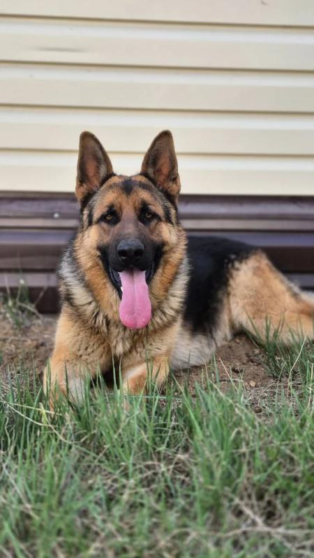 Щенки немецкой овчарки, продам. - 