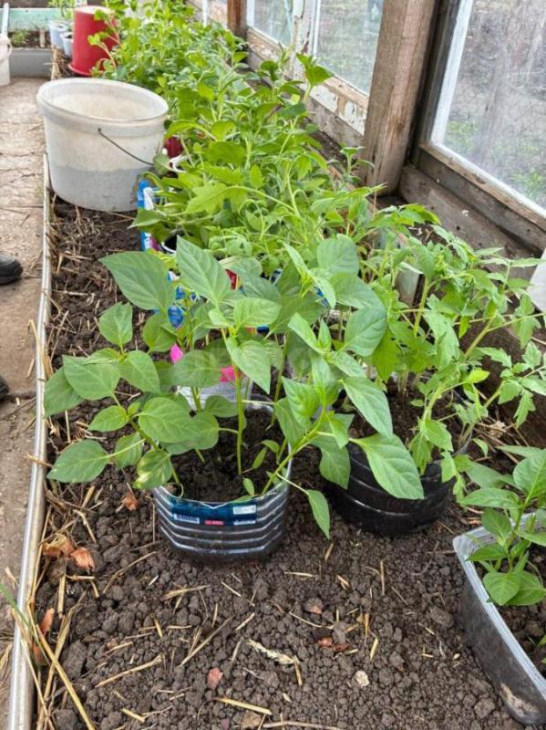 Рассада. - Орск