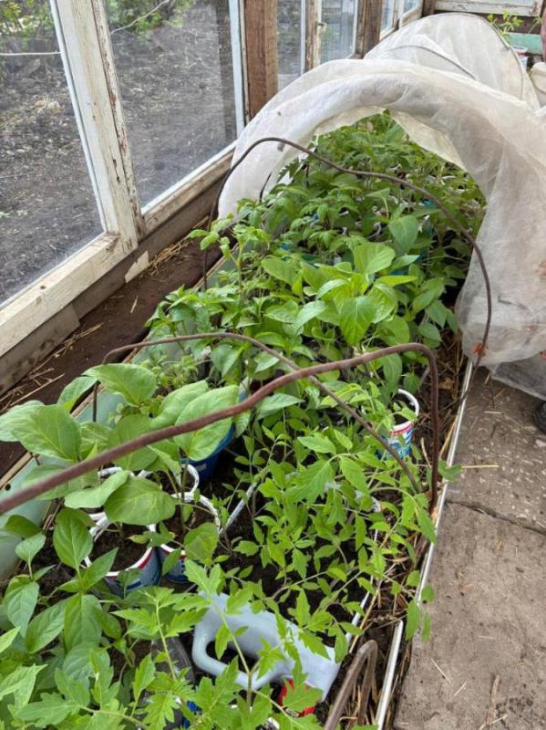 Рассада. - Орск