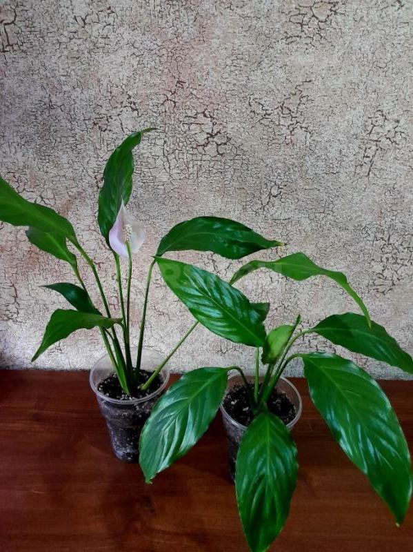 Продам молодые саженцы "Женского счастья" Спатифиллум. - Орск
