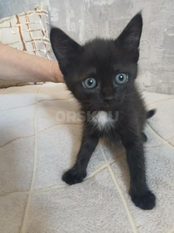 Двое из ларца одинаковых лица. - Орск