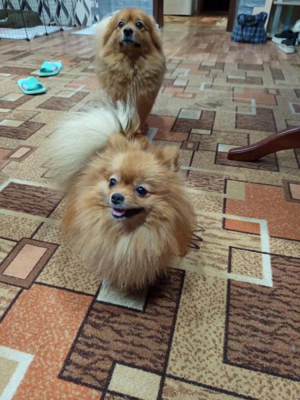 Продам щенков померанский шприц мини ченки родились 22.03.26г. - Оренбург