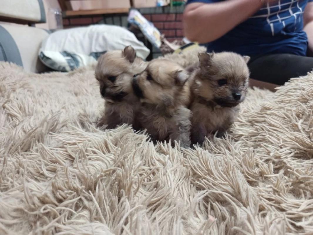 Продам щенков померанский шприц мини ченки родились 22.03.26г. - Оренбург