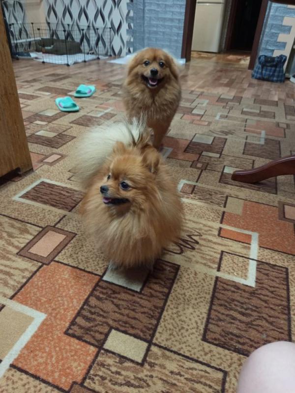 Продам щенков померанский шприц мини ченки родились 22.03.26г. - Оренбург