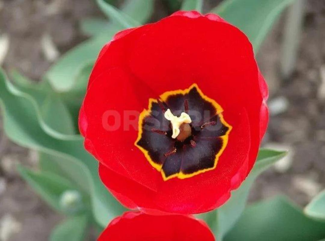 Красные прекрасные Цветы ТЮЛЬПАНЫ
садовые «Дипломат», «Лондон», «Дарвинов гибрид» (+для красивого б - Орск