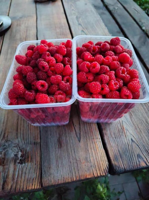 Продам ремонтантную малину - Орск