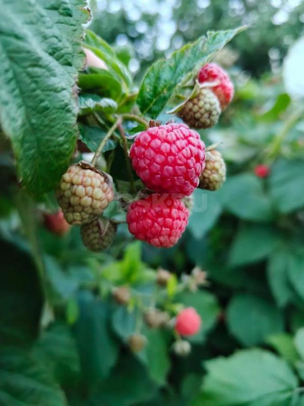 Продам ремонтантную малину - Орск