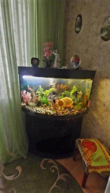 Угловой аквариум с тумбочкой, крупными рыбками- Северум,  Скалярии, Боции- 11 штук,  погружными ламп - Орск
