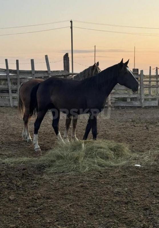 Продам лошадей.
1) Кобыла с жеребенком (кобыле 4 года, первородка, ожеребилась 11 апреля) , на фото - Орск