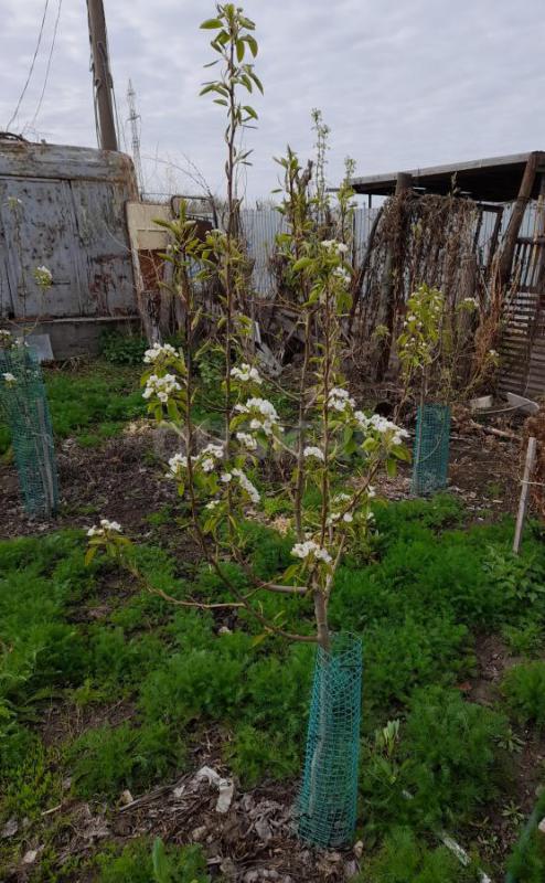Сад  в шаговой доступности. - Орск