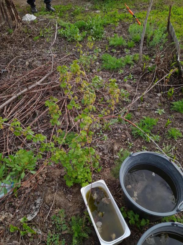 Сад  в шаговой доступности. - Орск