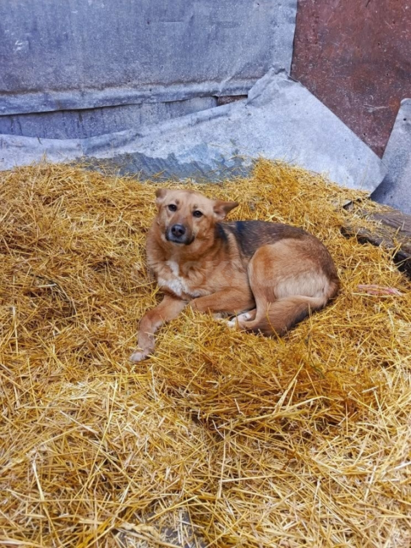 Собака ищет дом! - Орск