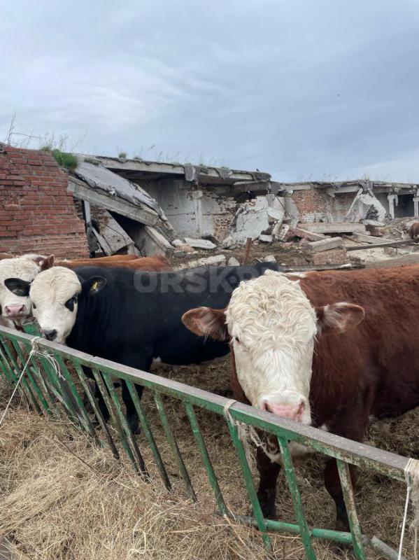 Быки 2годовли - Новотроицк