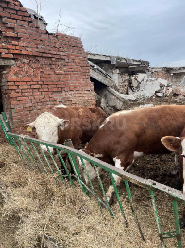 Быки 2годовли - Новотроицк