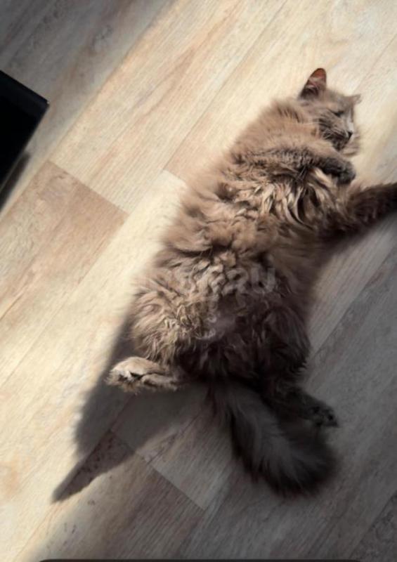 Отдам кота в добрые руки. - Орск