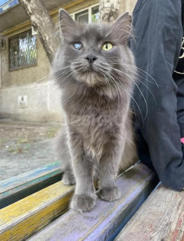 Отдам кота в добрые руки. - Орск