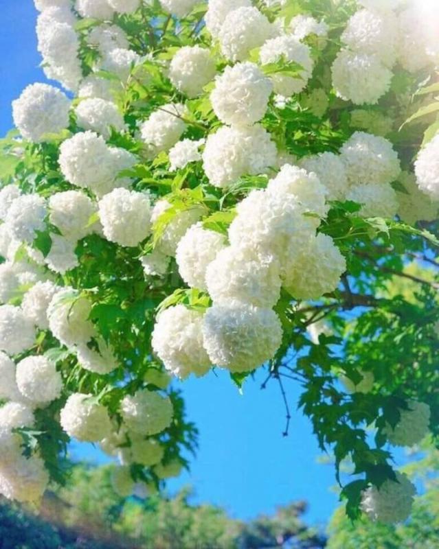 Саженцы калины бульденеж
Фото реальные

Также есть саженцы:

Шелковица белая и черная 600₽
Кры - Орск