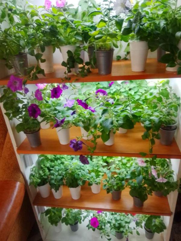 Продам рассаду цветочную: петунью кустовую, махровую,ампельную, вегетативную а также гацанию,Виолу, - Орск