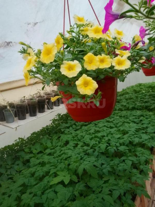 Продам рассаду цветочную: петунью кустовую, махровую,ампельную, вегетативную а также гацанию,Виолу, - Орск