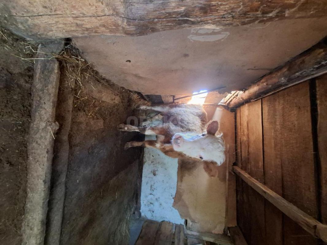 Продам телочку 1,2. - 1