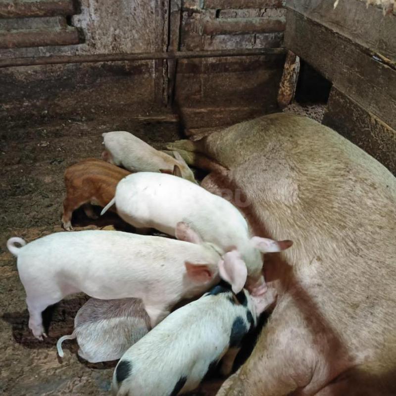 Продам поросят: порода мясная, крупные, 1 месяц - 6000 рублей. - Орск