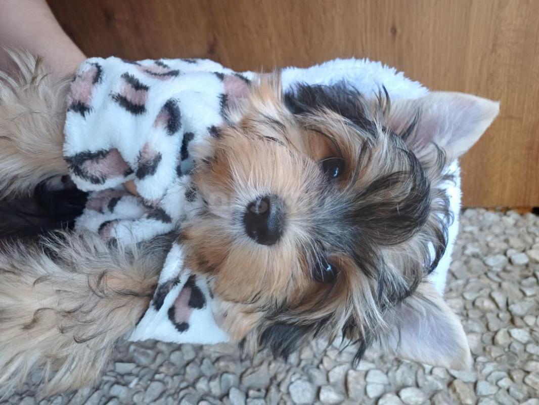 Продам щенка цветного йорка. - Орск