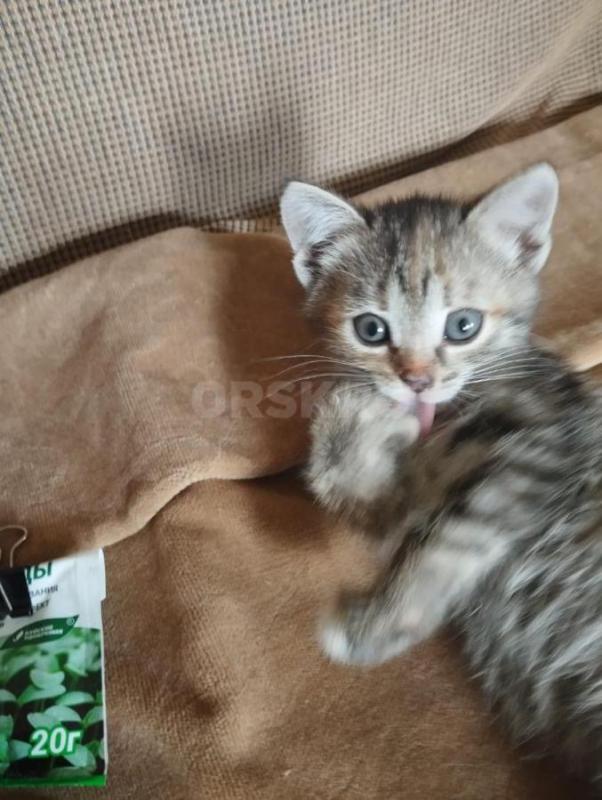 В ответственные и добрые руки
Отдам котят, 2 месяца
Кушают, к лотку приучены, есть девочки и мальч - Орск