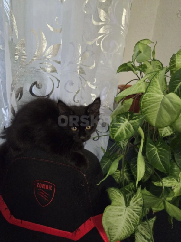продам котят породы мейн-кун проглистогонены, прививки сделаны - Орск