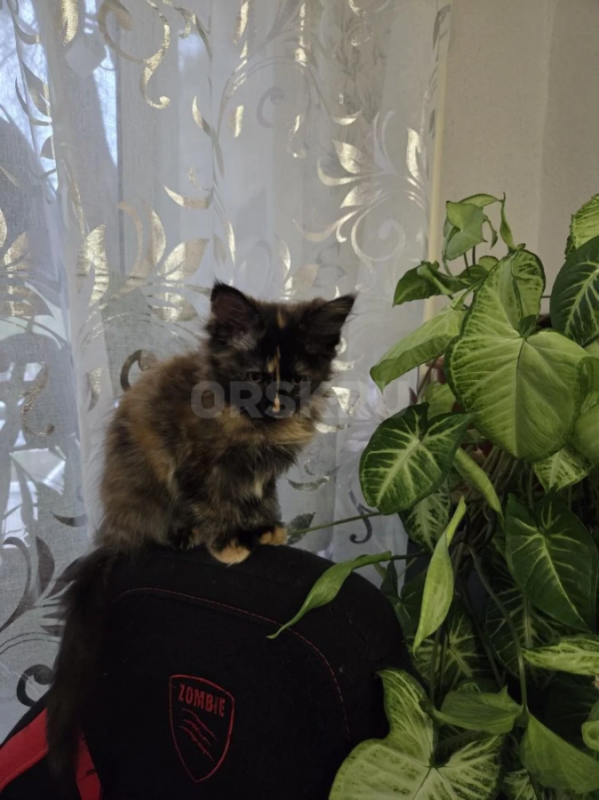 продам котят породы мейн-кун проглистогонены, прививки сделаны - Орск