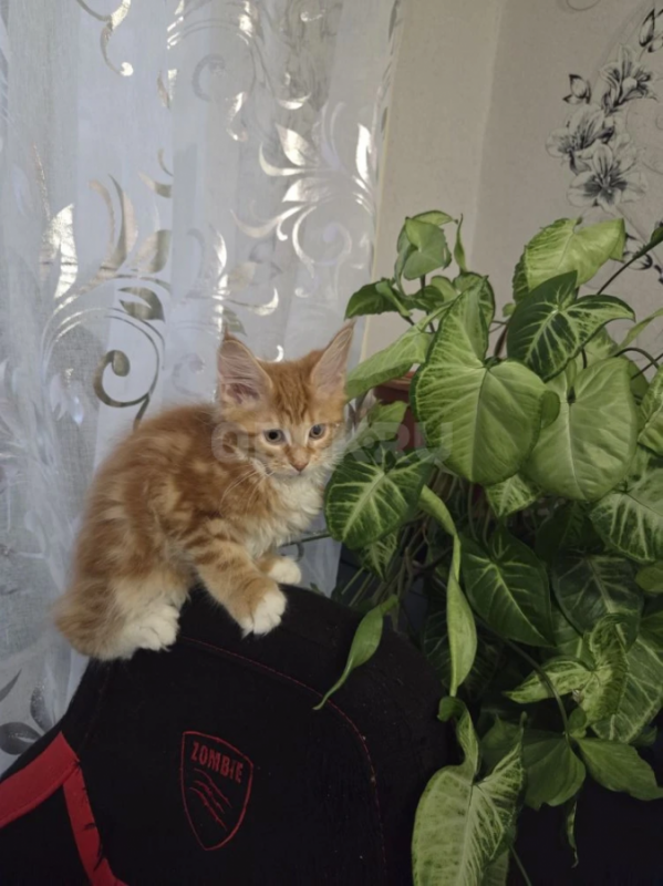 продам котят породы мейн-кун проглистогонены, прививки сделаны - Орск