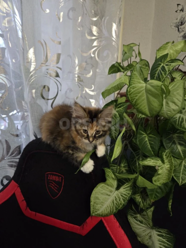 продам котят породы мейн-кун проглистогонены, прививки сделаны - Орск