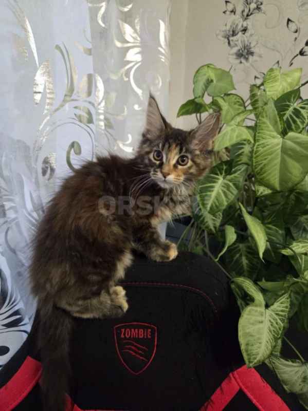 продам котят породы мейн-кун проглистогонены, прививки сделаны - Орск