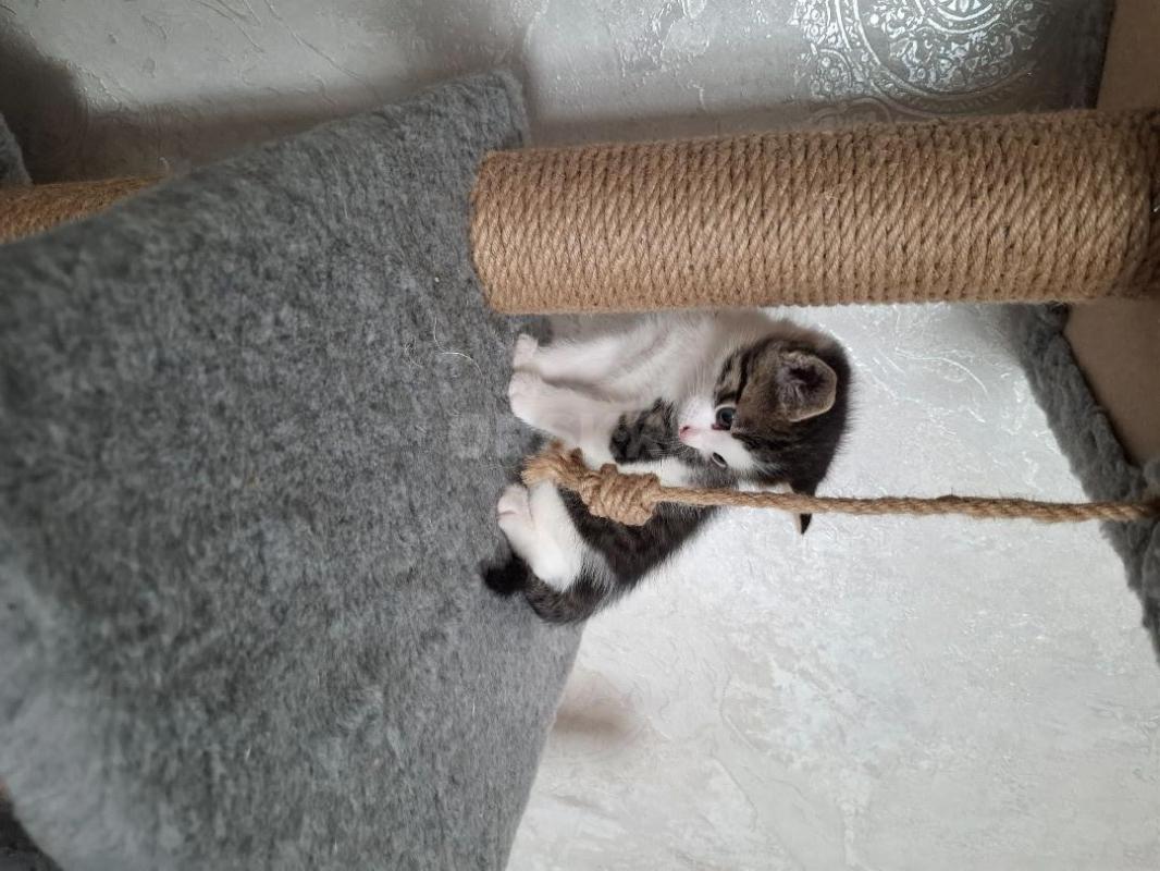 Отдам котика 1,5 месяца, от кошки мышеловки. - Орск