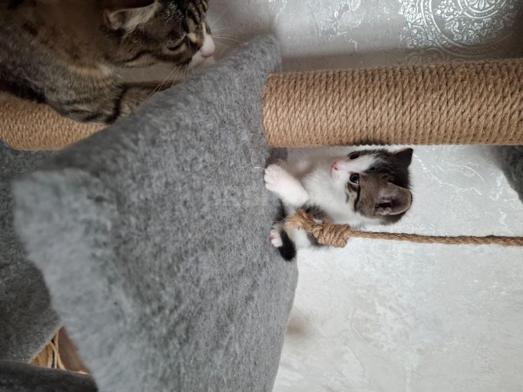 Отдам котика 1,5 месяца, от кошки мышеловки. - Орск