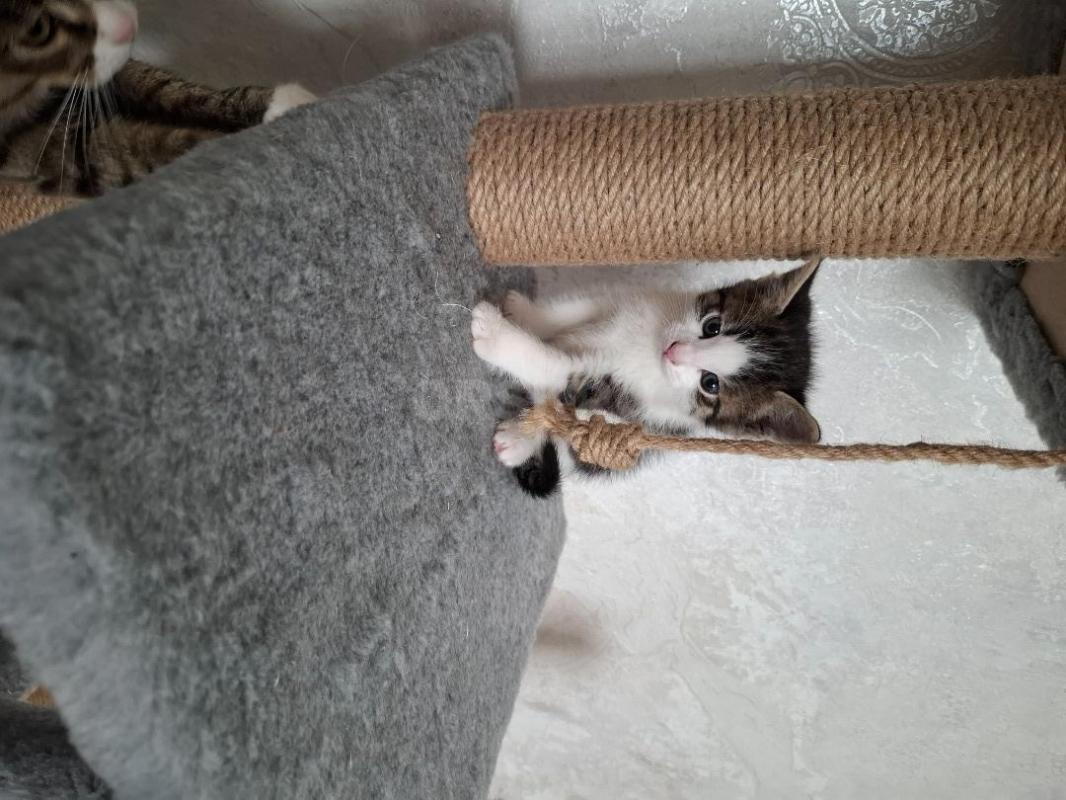 Отдам котика 1,5 месяца, от кошки мышеловки. - Орск